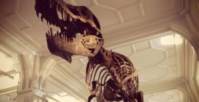 Esqueleto fóssil de dinossauro em museu