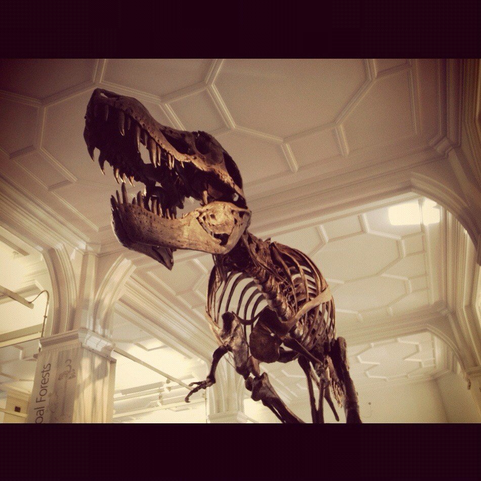 Esqueleto fóssil de dinossauro em museu