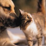 Cachorro e gato juntos como pets