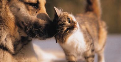 Cachorro e gato juntos como pets
