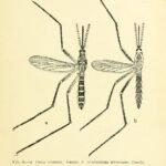 Mosquito próximo a uma lâmpada
