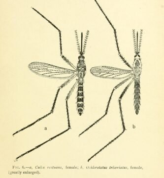 Mosquito próximo a uma lâmpada