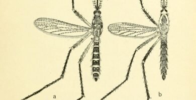 Mosquito próximo a uma lâmpada