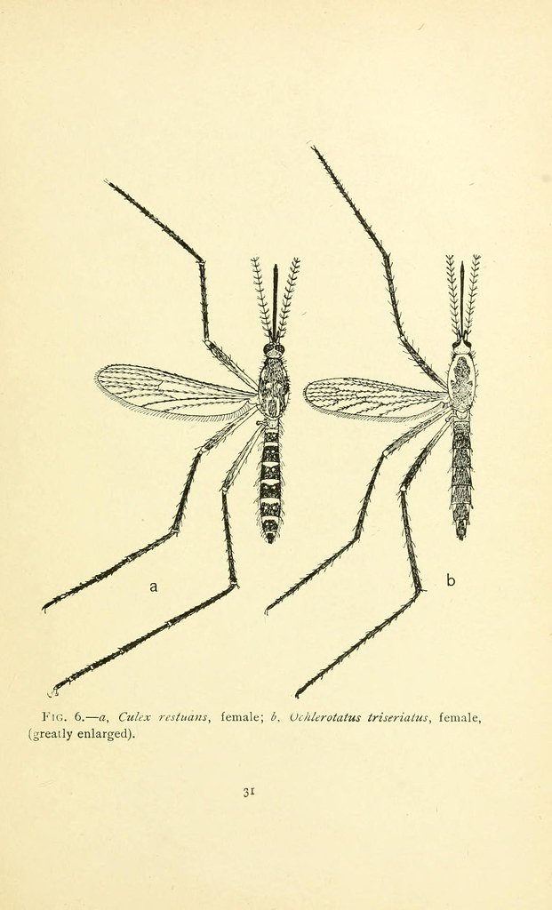 Mosquito próximo a uma lâmpada