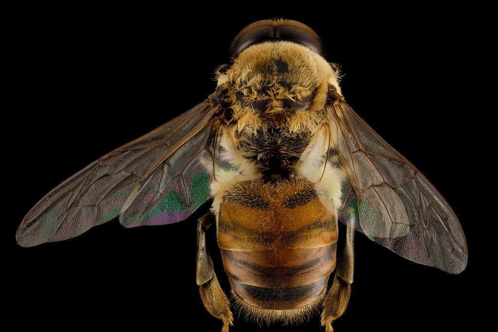 Abelha pousada em uma flor coletando néctar