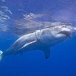 Tubarão nadando em águas azuis do oceano