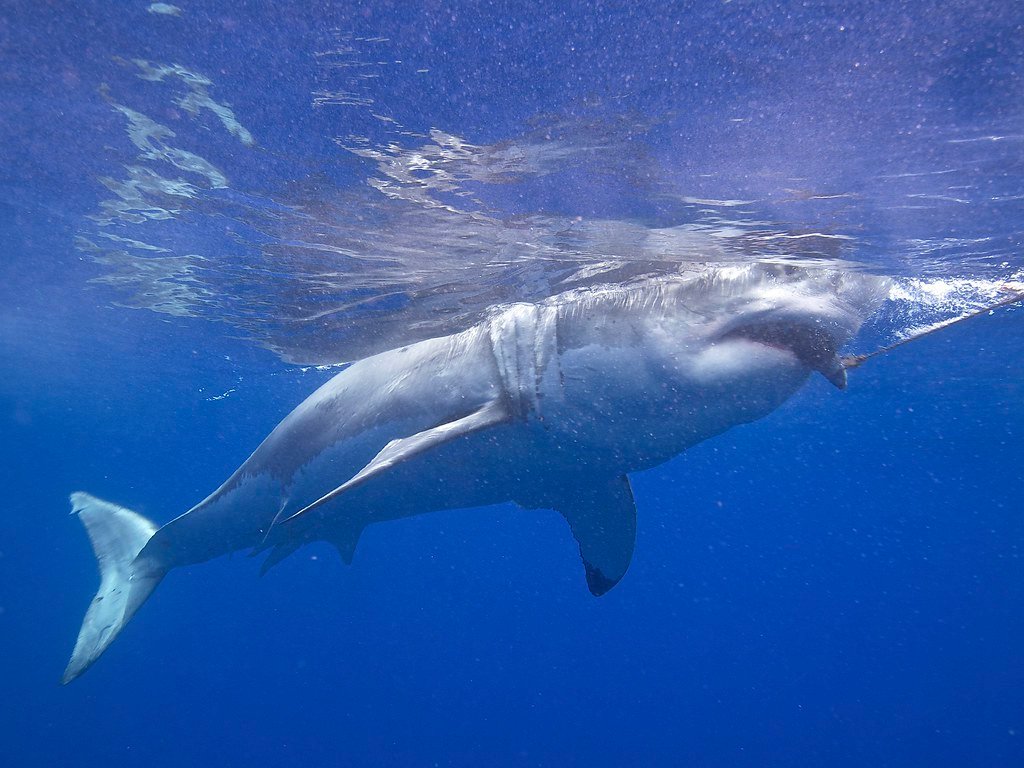 Tubarão nadando em águas azuis do oceano