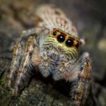 Aranha em sua teia