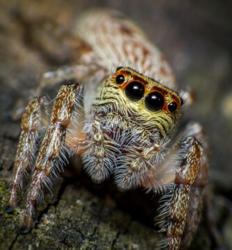 Aranha em sua teia