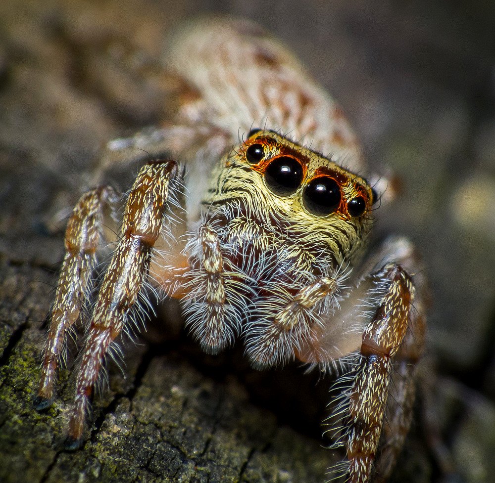 Aranha em sua teia