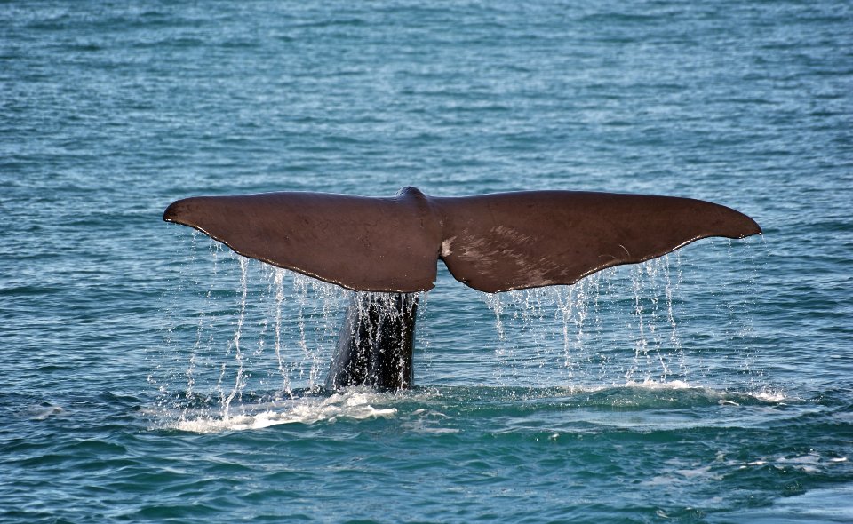 Baleia nadando em mar aberto