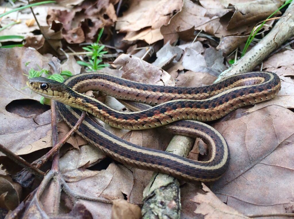 Cobra enrolada sobre folhas secas no chão