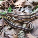 Cobra enrolada sobre folhas secas no chão