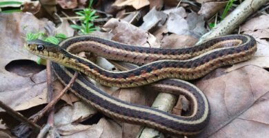 Cobra enrolada sobre folhas secas no chão