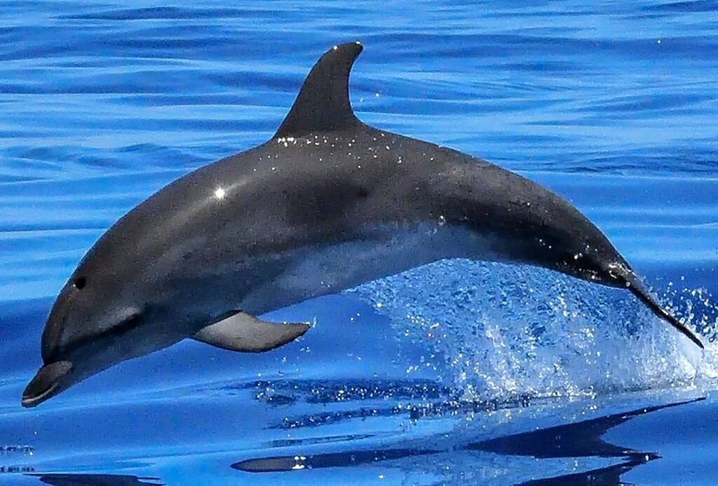 Golfinho nadando no oceano