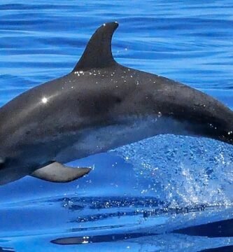 Golfinho nadando no oceano