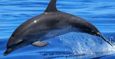 Golfinho nadando no oceano
