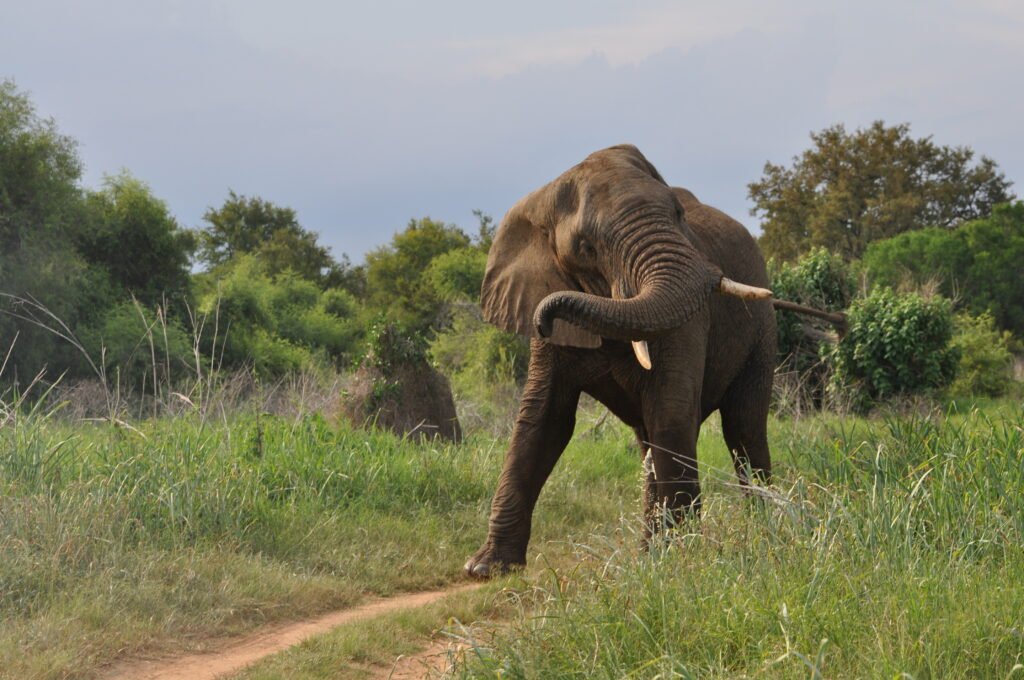 Elefante africano balançando a tromba em ambiente natural
