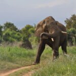 Elefante africano balançando a tromba em ambiente natural