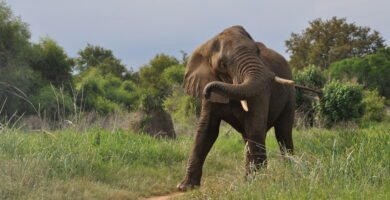 Elefante africano balançando a tromba em ambiente natural