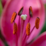 Pólen de flor em close-up, gatilho comum de alergia respiratória