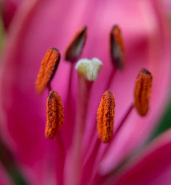 Pólen de flor em close-up, gatilho comum de alergia respiratória