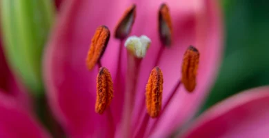 Pólen de flor em close-up, gatilho comum de alergia respiratória