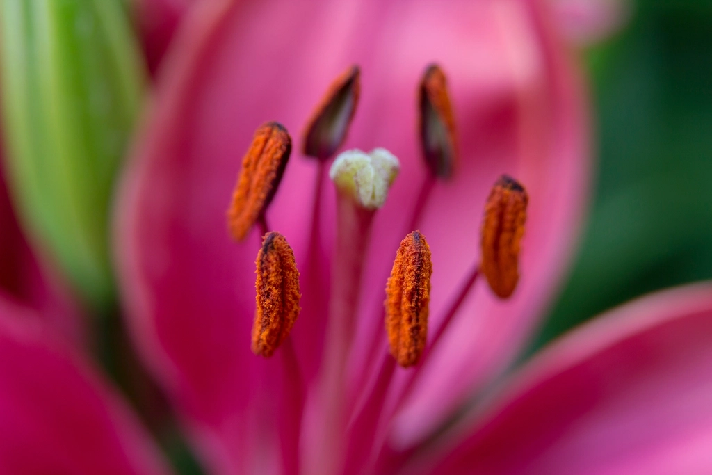 Pólen de flor em close-up, gatilho comum de alergia respiratória