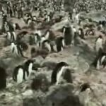 Colônia de pinguins na Antártida