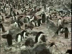 Colônia de pinguins na Antártida