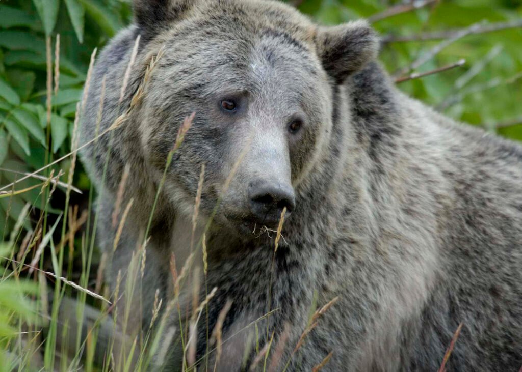 Urso pardo em ambiente natural em Yellowstone