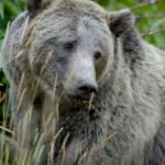 Urso pardo em ambiente natural em Yellowstone