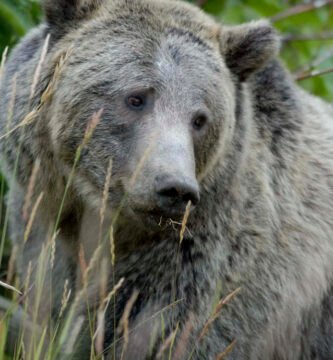 Urso pardo em ambiente natural em Yellowstone