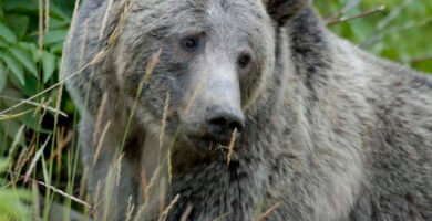Urso pardo em ambiente natural em Yellowstone
